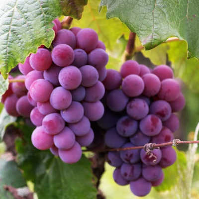 You’ll Never, In Your Wildest Imagination, Guess What This Social Platform Is Sharing Today...