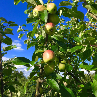 Which is the best fruit to eat daily besides apple?