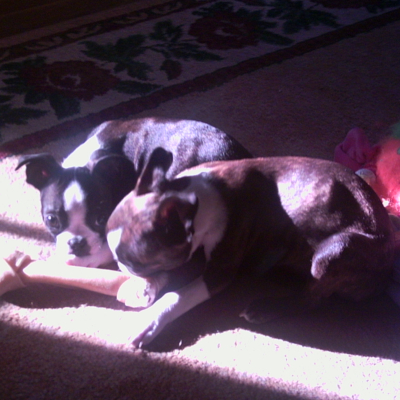 Why Dogs Are So Cute [6 Things that Make these Furry Little Fellows so Adorable]