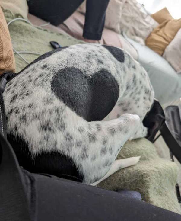 1001110-Dixie-Rose photo upload