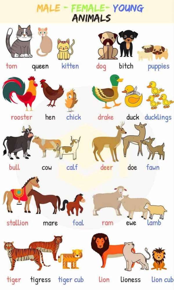 1001110-Dixie-Rose photo upload