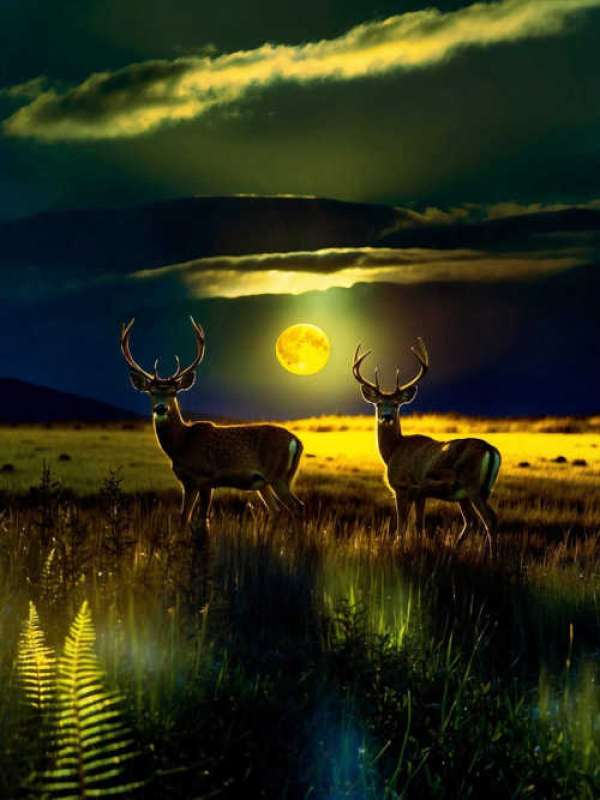 1001182-Deanna-Owens photo upload