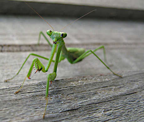 CharlieMundi photo upload